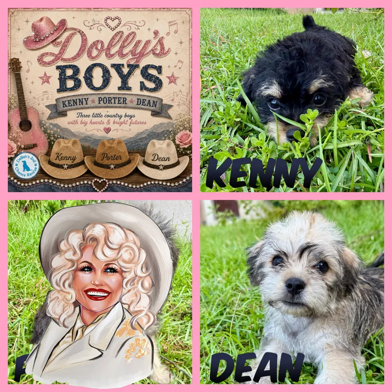 Dollys Boys