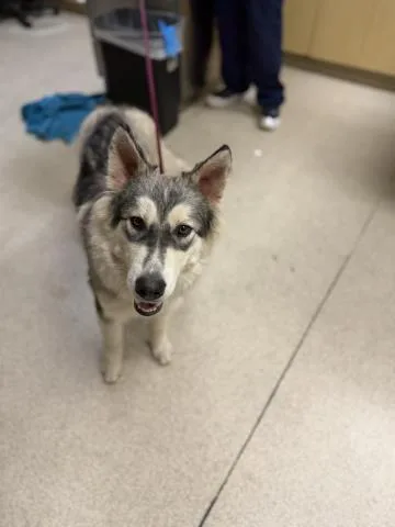 A young large-sized male Siberian Husky dog named Lennon for adoption in Riverside, CA