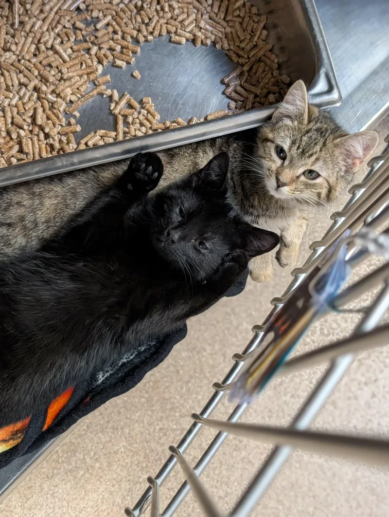 A baby medium-sized female Tabby (Brown / Chocolate) Domestic Short Hair cat named Anastasia for adoption in Chambersburg, PA