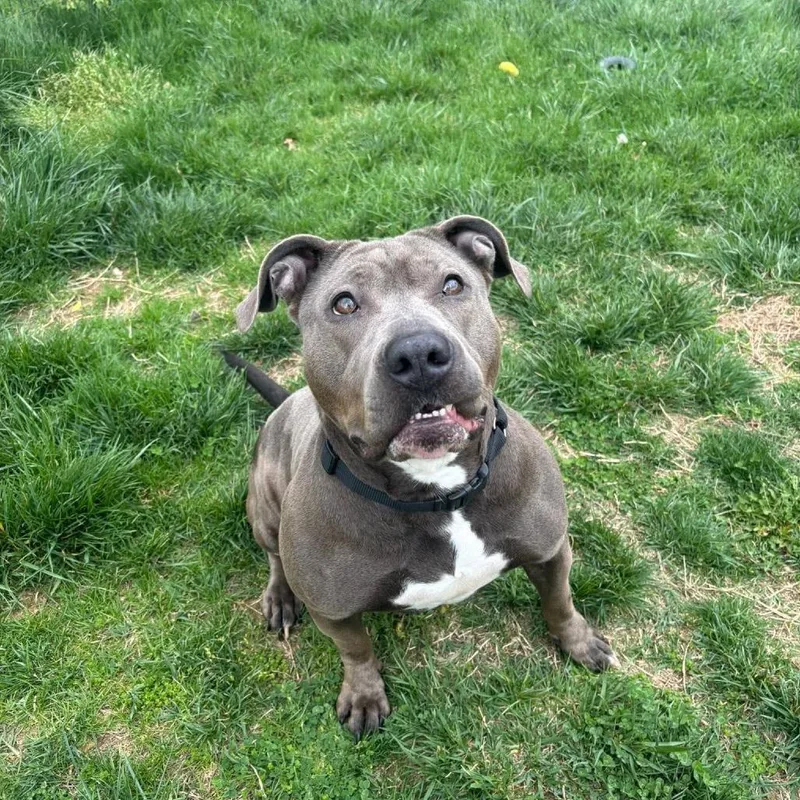 An adult large-sized female Gray / Blue / Silver Terrier dog named Star for adoption in Waynesboro, PA