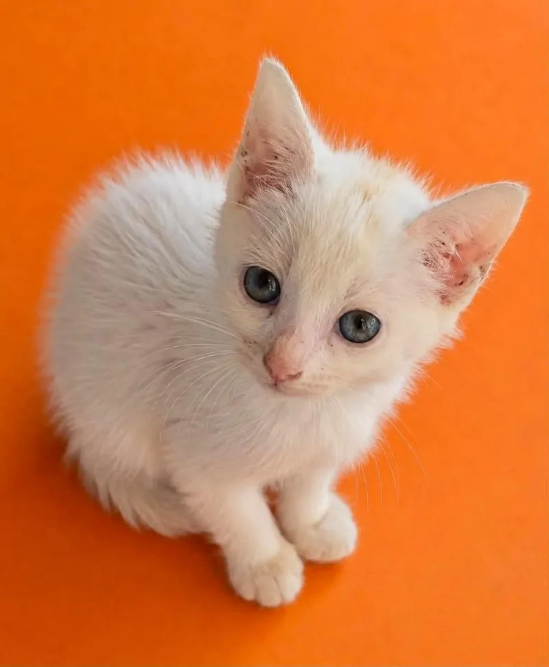 A baby small-sized female Domestic Short Hair cat named Cleopatra for adoption in Columbia, TN