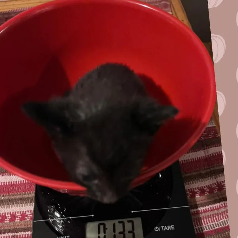 A baby small-sized male Domestic Short Hair cat named Rambo for adoption in Kerrville, TX