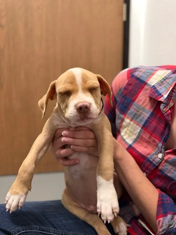 A baby large-sized male Pit Bull Terrier dog named Angel for adoption in Van Nuys, CA