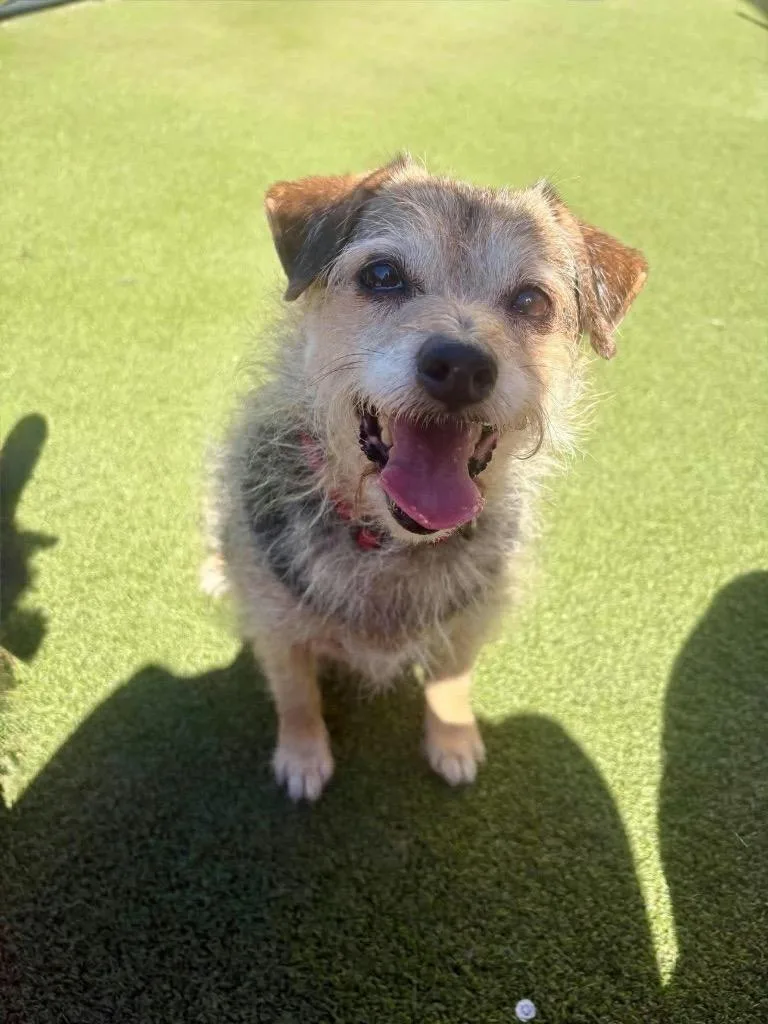 An adult small-sized female Jack Russell Terrier dog named Annie for adoption in Liverpool, NY