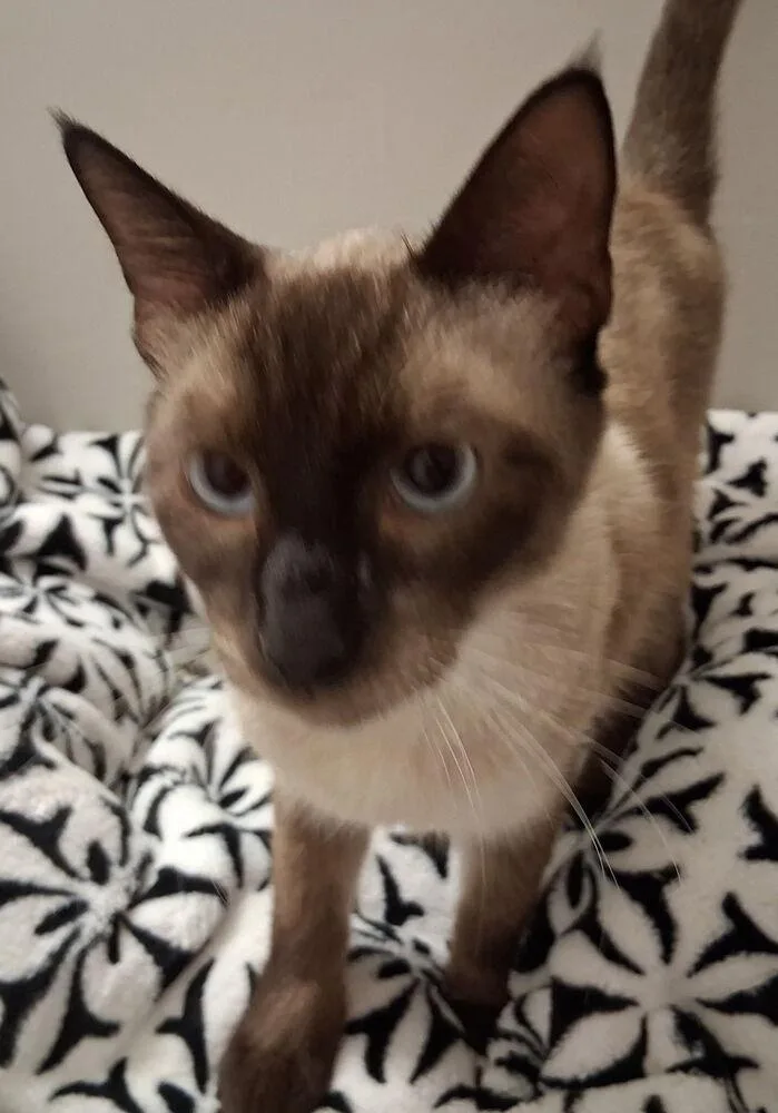 An adult medium-sized male Siamese cat named Miso Cute for adoption in Dallas, TX