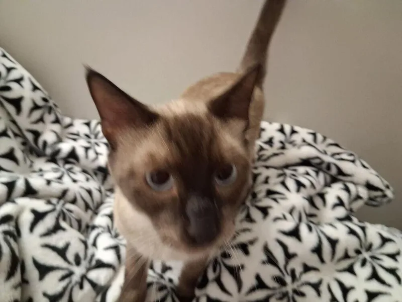Miso Cute thumbnail 2