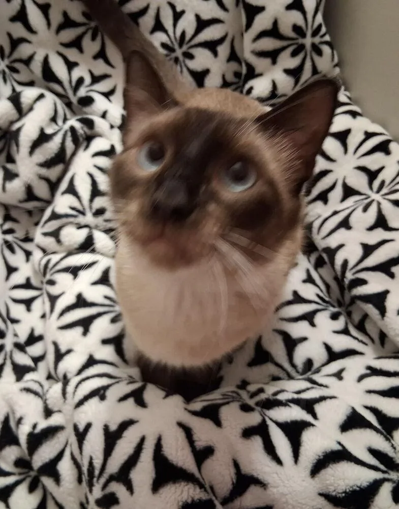 Miso Cute thumbnail 3