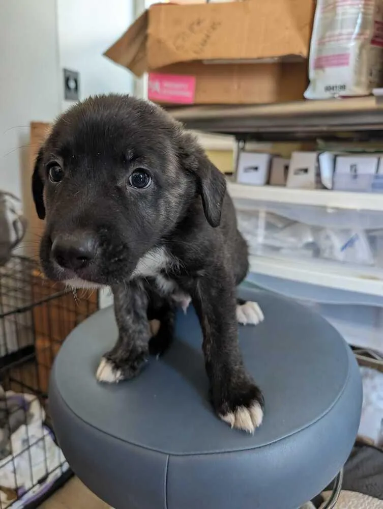 A baby small-sized male Tricolor (Brown, Black, & White) Mountain Cur dog named Streusel  Maple for adoption in Lakeland, FL