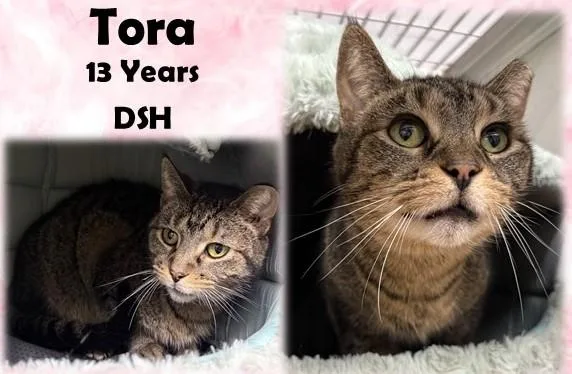 An adult medium-sized female Tabby (Brown / Chocolate) Domestic Short Hair cat named Tora for adoption in Franklin, IN