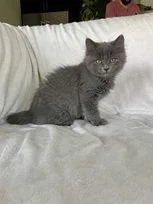 A baby medium-sized male Nebelung cat named TarterSauce for adoption in Nashville, TN