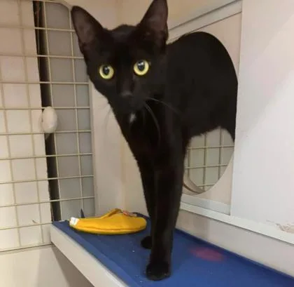 An adult medium-sized female Black Domestic Short Hair cat named Lenora for adoption in Kansas City, MO
