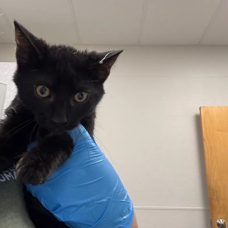 A baby small-sized male Black Domestic Short Hair cat named Tywin for adoption in Columbiana, AL