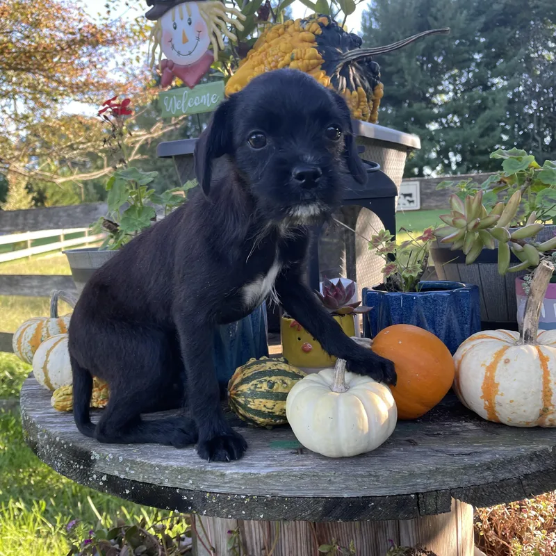 A baby small-sized male Black Miniature Poodle dog named Boo for adoption in Lincoln University, PA