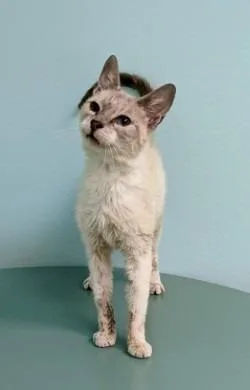 A senior medium-sized female Domestic Short Hair cat named Clover for adoption in Bryant, AR