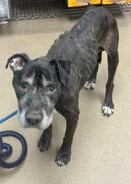 A senior large-sized male Mixed Breed dog named Benicio for adoption in Chamblee, GA