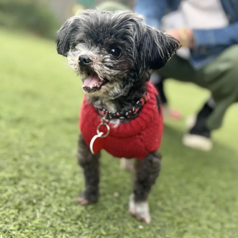 Pinky Tuskadero thumbnail 2