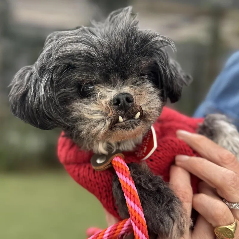 Pinky Tuskadero thumbnail 3