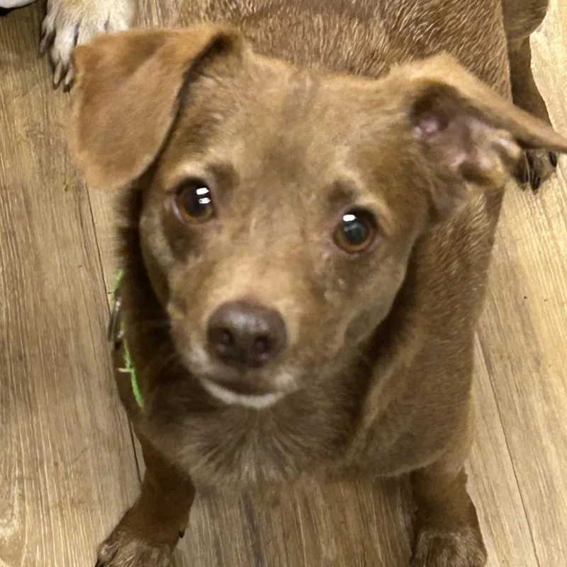 An adult small-sized male Brown / Chocolate Chihuahua dog named Cash for adoption in Rockville, MD