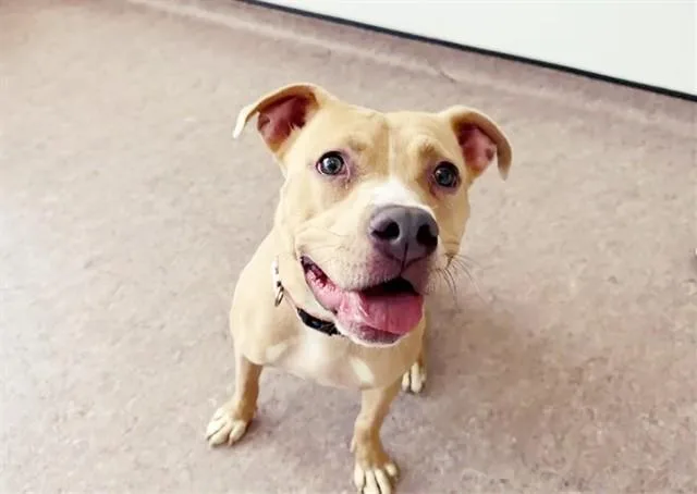 A young large-sized female Pit Bull Terrier dog named Charlie for adoption in Saint Louis, MO
