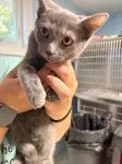 A young medium-sized female Blue Cream Domestic Short Hair cat named Chiffon for adoption in Heathsville, VA