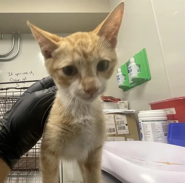 A baby small-sized female Domestic Short Hair cat named Rogue for adoption in Ontario, CA