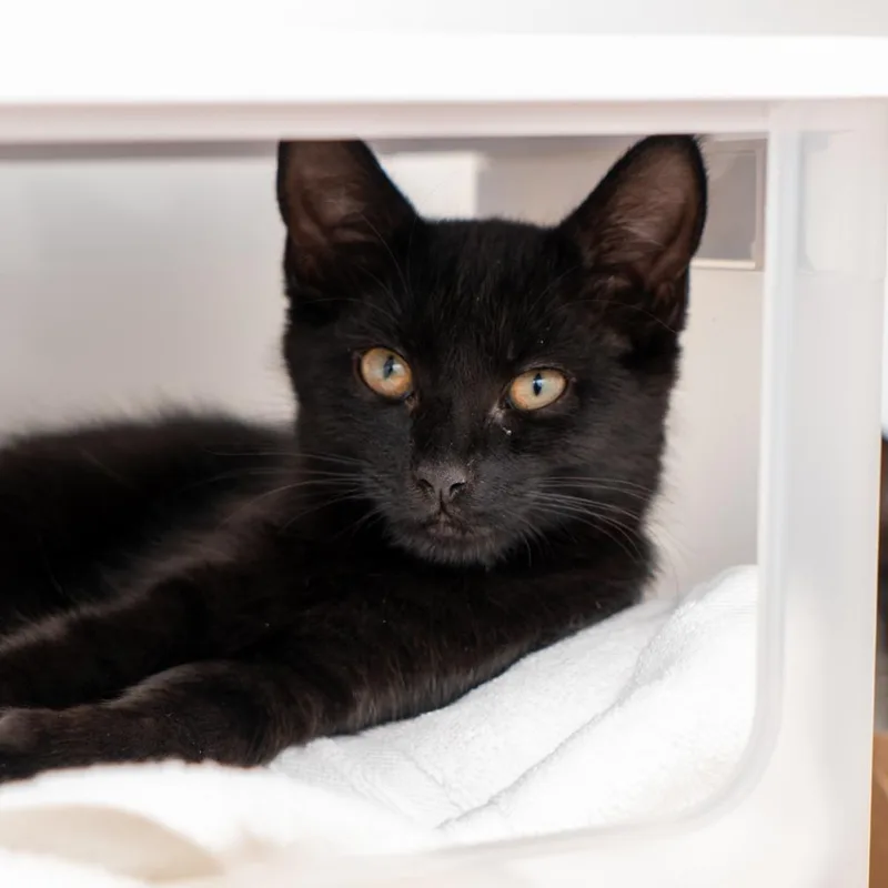 A baby small-sized female Black Domestic Short Hair cat named Luciana for adoption in New York, NY