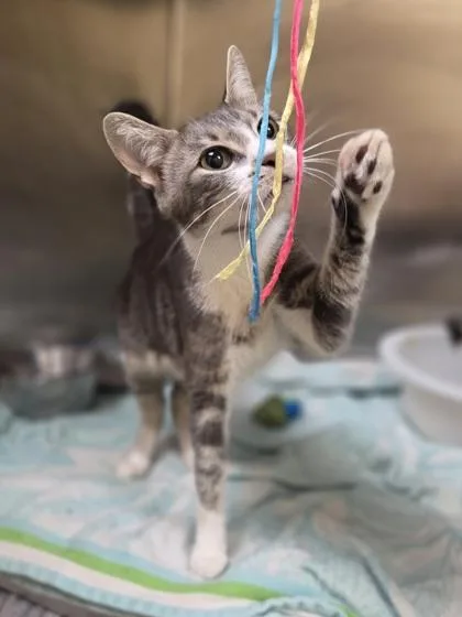 A young medium-sized female Domestic Short Hair cat named Honeysuckle for adoption in Westland, MI
