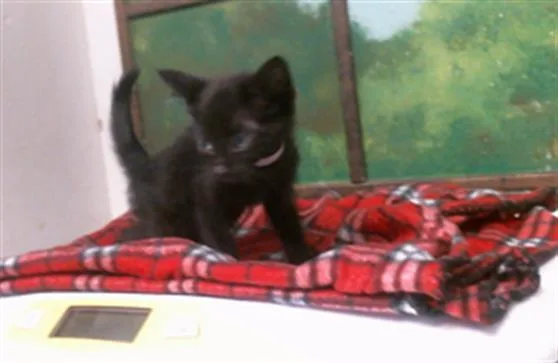 A baby small-sized male Domestic Short Hair cat named Bulbasuar for adoption in Houston, TX