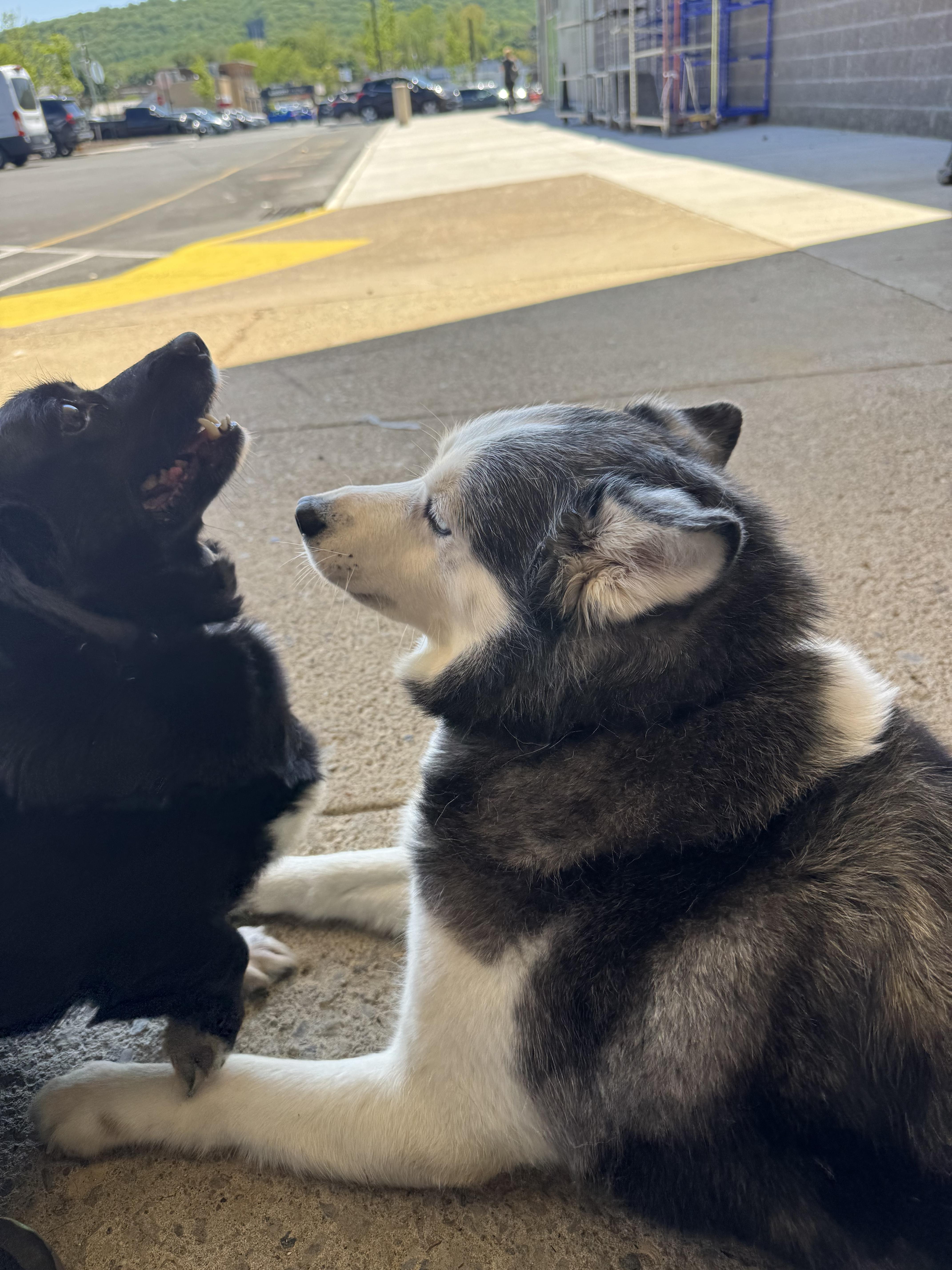 An adult small-sized female Corgi dog named Mabel for adoption in Kutztown, PA