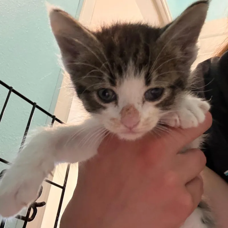 A baby small-sized male Domestic Short Hair cat named Arachne for adoption in West Des Moines, IA