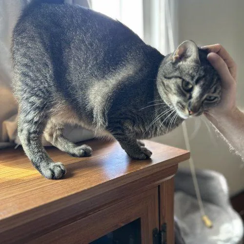 An adult medium-sized female Tabby (Gray / Blue / Silver) Domestic Short Hair cat named Tigger for adoption in Seven Valleys, PA
