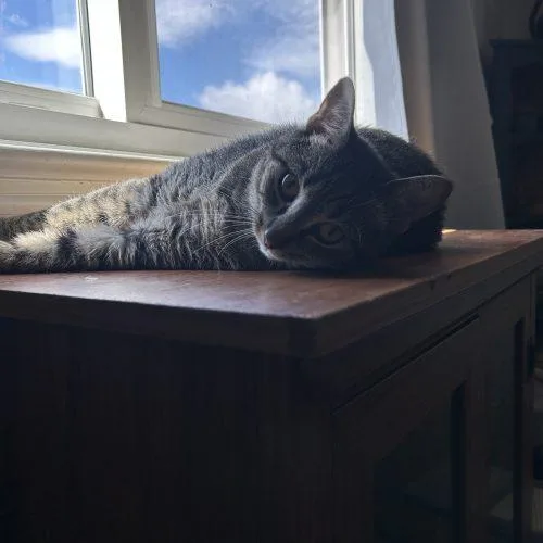 Tigger thumbnail 4