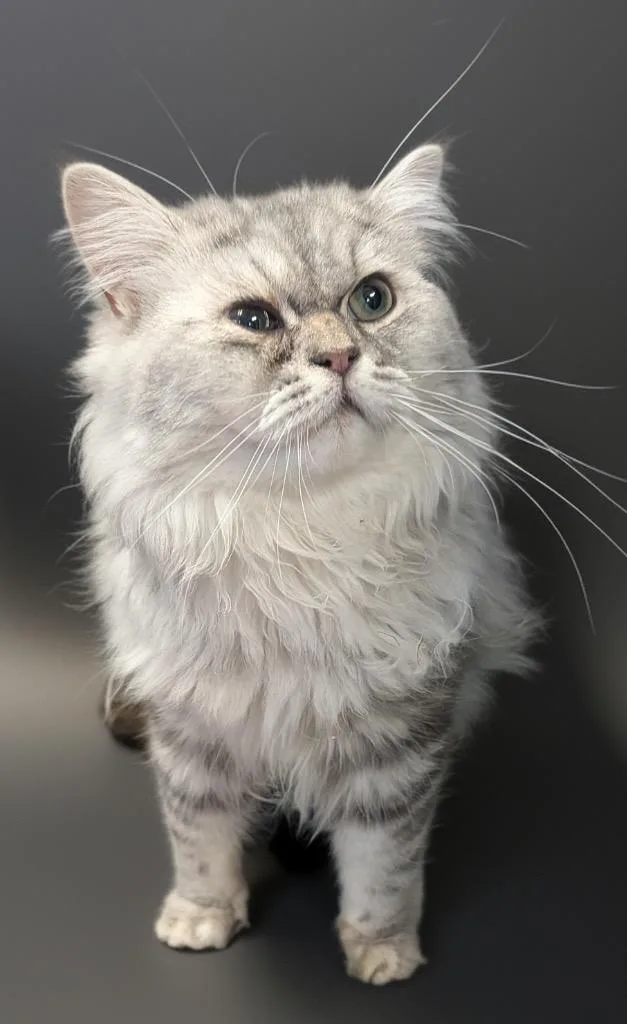 A young small-sized male Ragdoll cat named Raggedy Andy for adoption in Fort Myers, FL