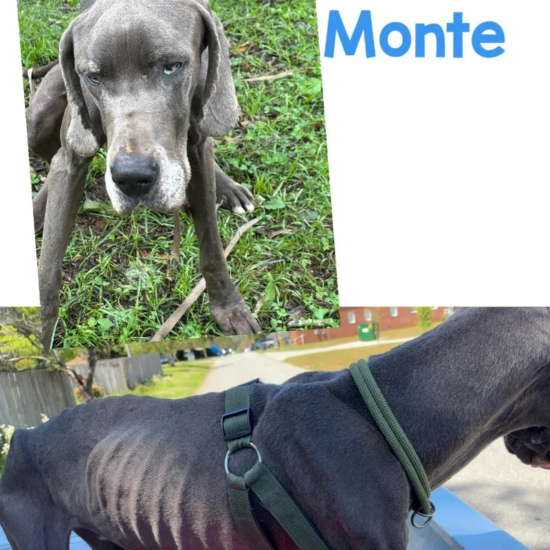 Montie