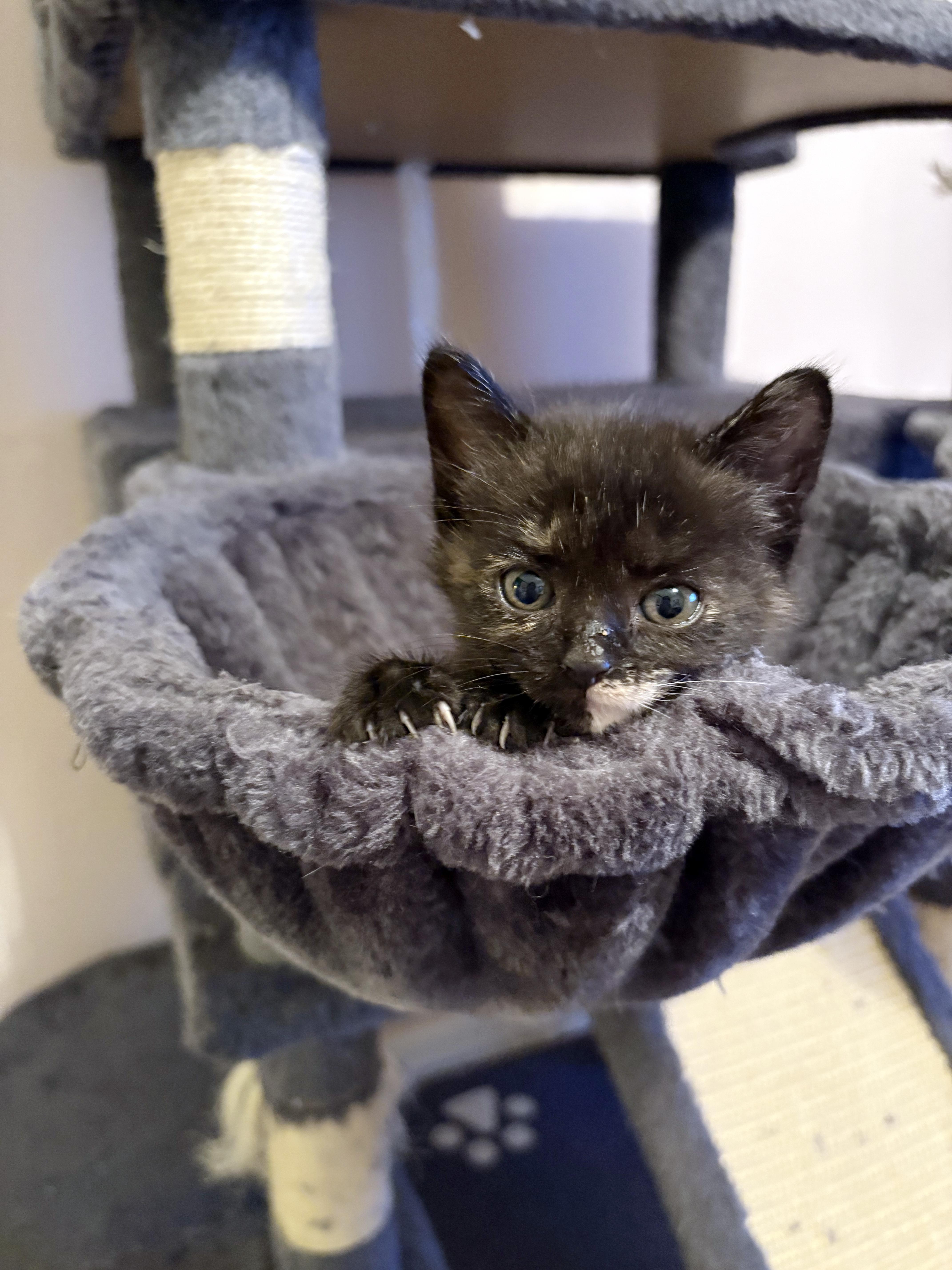 A baby medium-sized female Tortoiseshell Domestic Short Hair cat named Truffle for adoption in Lake Monroe, FL