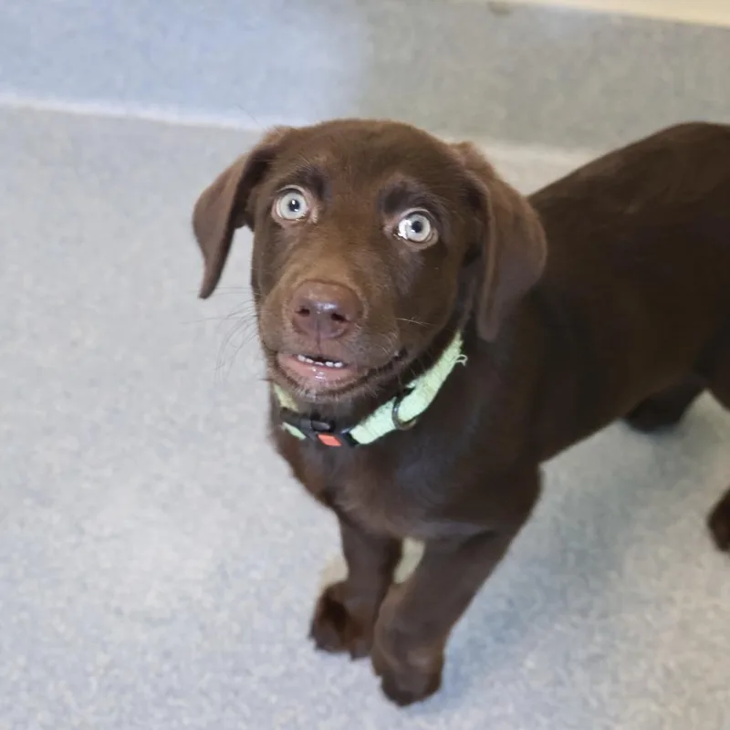 Velma aka Mocha