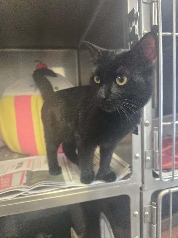 An adult medium-sized male Domestic Short Hair cat named Mr. Thumbs for adoption in Cortland, NY