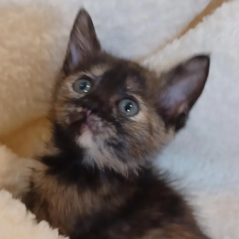 A baby small-sized female Tortoiseshell Domestic Short Hair cat named Princess for adoption in Bulverde, TX