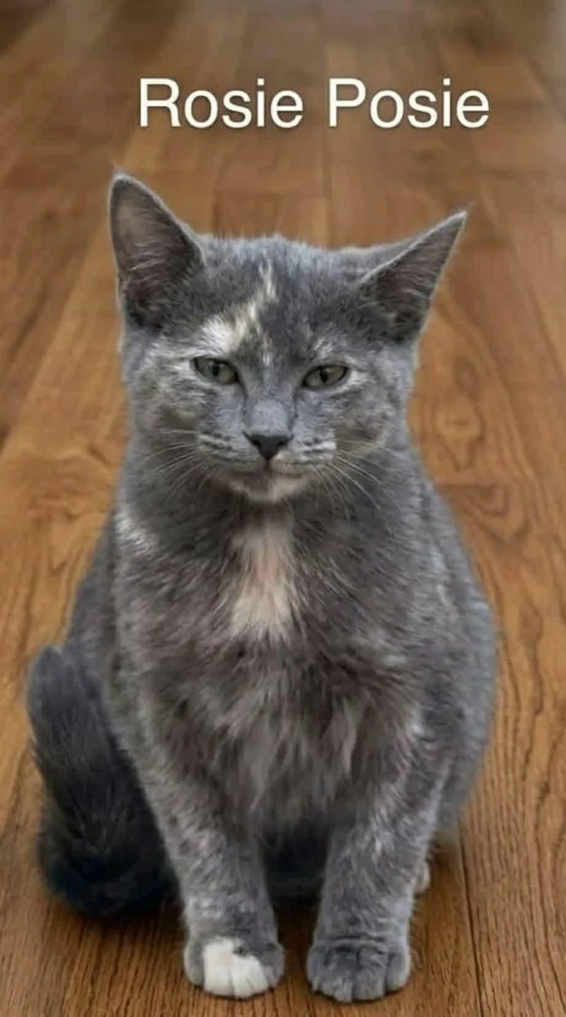 A young medium-sized female Dilute Calico Dilute Calico cat named Rosie Posie for adoption in Wyandotte, MI