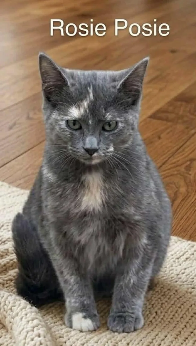 Rosie Posie thumbnail 3