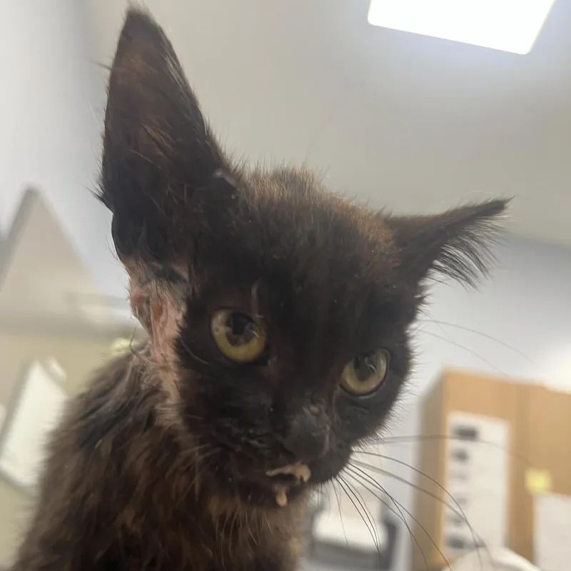 A baby small-sized female Black Domestic Medium Hair cat named Stanley Yelnats for adoption in Madisonville, TN