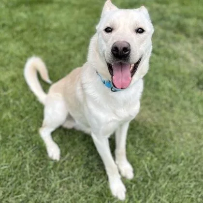 An adult large-sized male Mixed Breed dog named White Boy for adoption in Janesville, WI