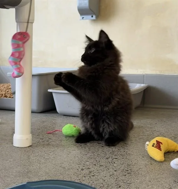 A baby medium-sized male Black Domestic Medium Hair cat named Jorge for adoption in Berkeley, CA