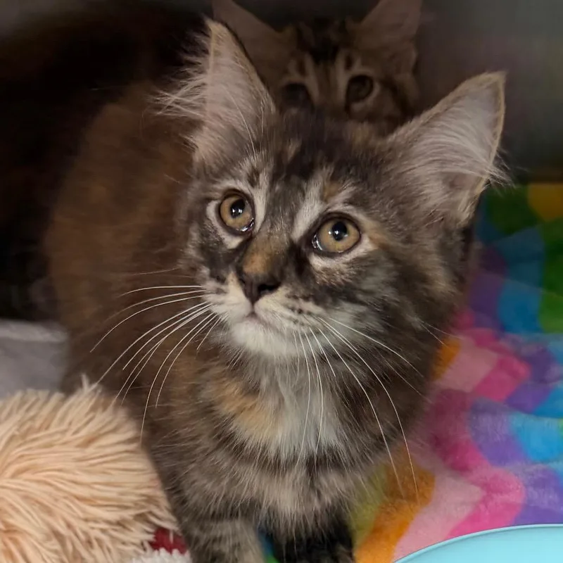 A baby medium-sized female Domestic Long Hair cat named Ivy for adoption in Corydon, IN