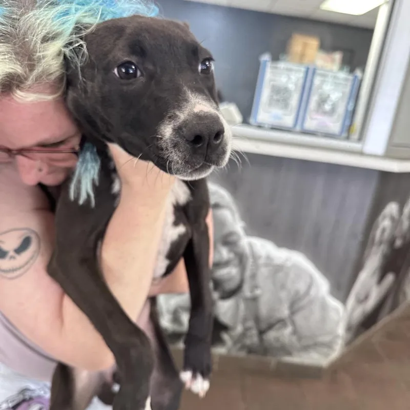 A baby medium-sized female Black Mixed Breed dog named Straywynntonroad for adoption in Columbus, GA