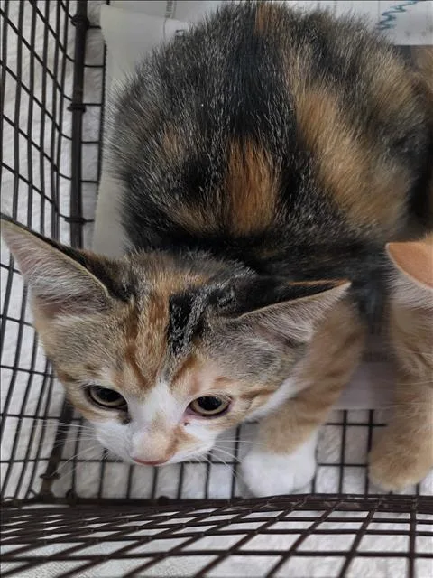 A baby small-sized female Domestic Short Hair cat named Cassie for adoption in San Pedro, CA