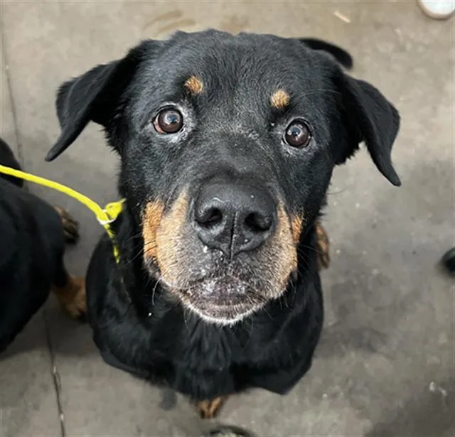 An adult large-sized female Mixed Breed dog named Snivalva for adoption in Dallas, TX