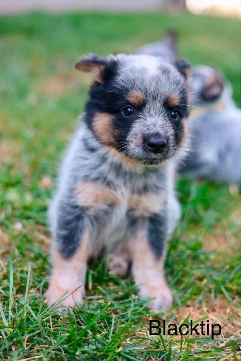 A baby medium-sized male Australian Cattle Dog / Blue Heeler dog named Blacktip for adoption in Duluth, MN