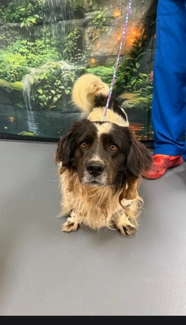 An adult small-sized male Spaniel dog named b Sunny for adoption in Dallas, GA