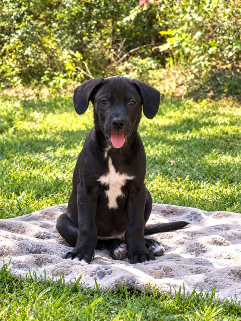 A baby medium-sized male Labrador Retriever dog named Howl for adoption in eufaula, AL